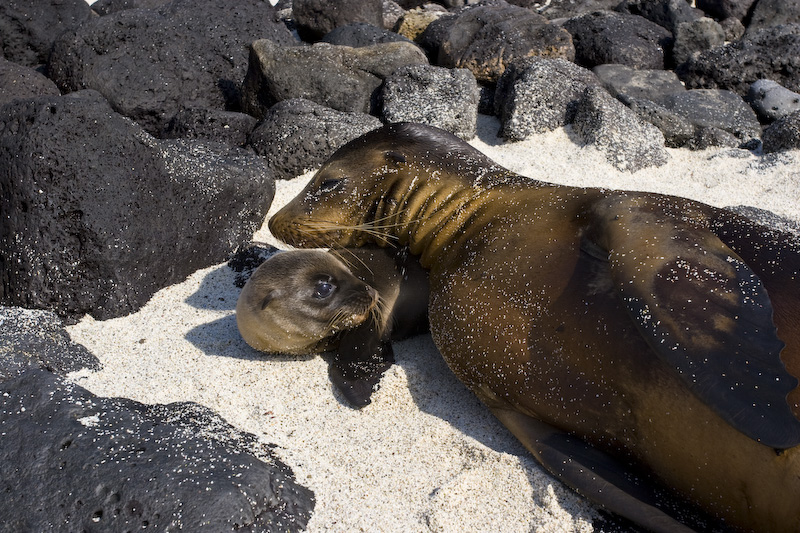 Galápagos Sealion And Pup